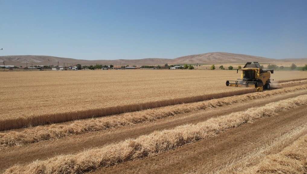 Türkiye’nin tahıl ambarı Konya’da altın başaklar çiftçiye bayram ettirdi 6